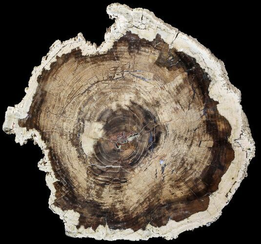 Petrified Wood (White Ash) Slab - McDermitt, Oregon #56020